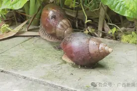 雨后非洲大蜗牛路边“流浪”，再次提醒：有毒！千万别碰更别吃图片