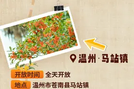 赏桂地图来啦！“浙”一路的桂花，美到next level图片