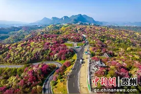 贵州毕节：百里杜鹃次第开 繁花似锦引客来图片