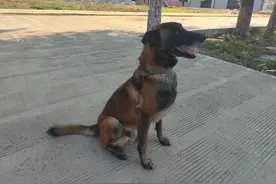 退役军犬 免费领养！图片