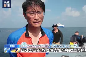 保护海洋生物 泰国放归人工饲养棱皮龟图片