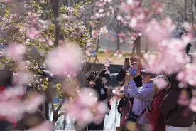 最大客流量可达7.5万人次！玉渊潭公园樱花开了，地铁紧急提示图片