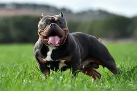 屡伤人命！英国拟禁大型恶霸犬，苏纳克称该犬种“对社区构成威胁”图片