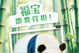 期待！“福宝”将于6月12日正式与公众见面图片