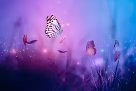 夜读丨蝴蝶的种子图片