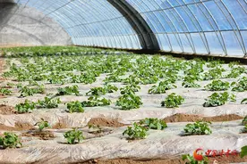 泾川：大棚种甜瓜 致富有“蜜”方图片