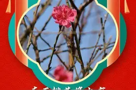 图集｜荔湾东石桃花准备上市，花农忙前忙后精心呵护图片
