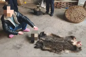 自制简易狩猎工具捕获中华斑羚、麂子，四川开江5人被抓图片