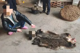 自制简易狩猎工具捕获中华斑羚、麂子，四川开江5人被抓图片