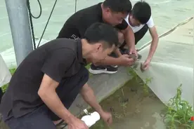 廉江安铺镇博教村禾虫养殖基地：省内连片生产规模最大的禾虫养殖基地图片