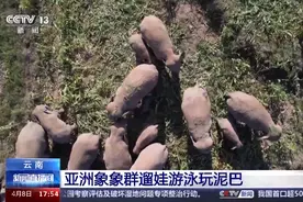 遛娃游泳玩泥巴，亚洲象家族在云南都挺好图片