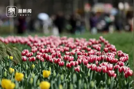 杭城浪漫花海即将上线，收好这份赏花指南图片