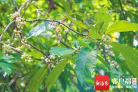 海南周刊｜水东哥：长在树上的“白米饭” 长臂猿也爱吃它图片