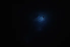欣赏“海底烟花秀” 细数美丽的海洋生物图片
