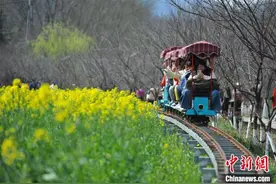 2025最美油菜花海汉中旅游文化节在陕西勉县启幕图片