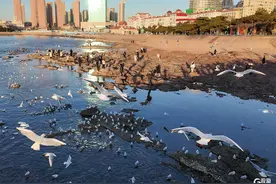 暖阳下的栈桥：海鸥翩飞绘冬景图片