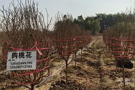 白云均禾：石马桃花热销，今年“应节盛放”图片