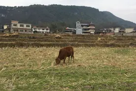 我抓不住回家的“猪尾巴”｜何以为家③图片