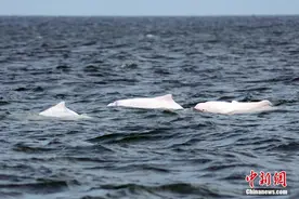湛江雷州湾海域邂逅中华白海豚图片
