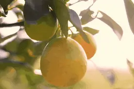 只有17000斤！斗门“黄金果”上市！错过季节等明年...图片
