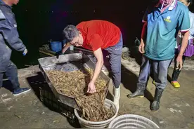 虾一跳，虾农笑！即墨竹节虾迎来大丰收，每天20多万斤发往全国图片