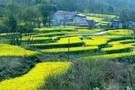 保康：油菜花扮靓新农村，美得正当时……图片