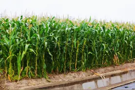 又糯又甜！“嚼起来像玉米软糖”图片