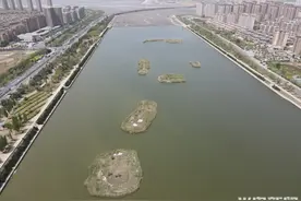 半岛调查｜百万鸟儿青岛越冬，如何与麦田和谐共生？图片