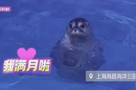视频 | 上海海昌海洋公园新生斑海豹满月啦 开始吃鱼能游泳图片