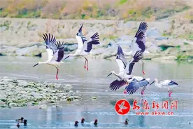 我市现有重点保护野生动物189种野生植物217种图片