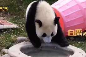 秦岭2只大熊猫有名字了！图片