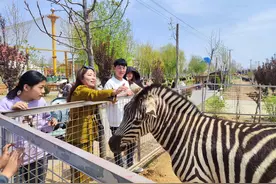 清明假期 滕州市野生动物园迎来旅游高峰图片