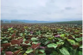 黑龙江桦南县：紫苏文化传承 托起幸福民生图片
