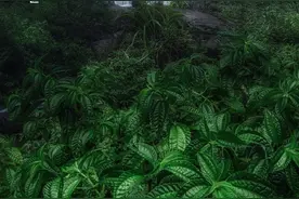 24节气看贵州丨蝉鸣知立夏，晴日照万象图片