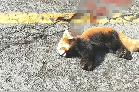 四川汶川一只小熊猫疑被车辆撞倒躺在路中，动物保护站：已报警，正寻找肇事者图片