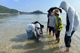 紧急救助！福建漳州一景区有海豚搁浅……图片