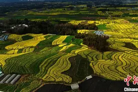 云南腾冲油菜花盛放吸引游客观光图片