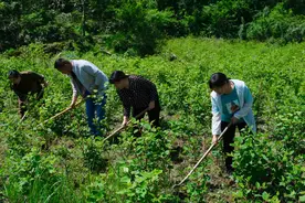 撂荒地变种植园 药材飘香润心田——重庆巫山中药材产业见闻图片