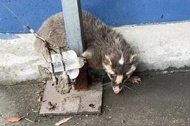 鲁迅笔下的猹和“四不像”来串门，如何处置频来造访的小动物？图片
