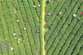 千名省外茶工咸丰采茶忙，春茶“用工荒”得到缓解图片