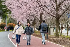 春日黄浦丨黄浦滨江步道的樱花开了，速来打卡！图片