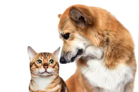宠物打过疫苗≠你不会感染！被猫狗抓伤后，这些救命操作速看！图片