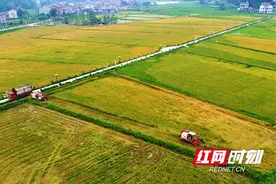 桃江县推进农业农村工作高质量发展综述图片