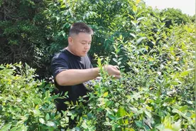 崇阳县森旺基地的蓝莓熟了 隔着屏幕都能闻到果香图片