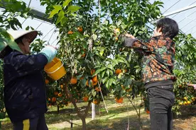 金融活水润泽乡村产业链 中国光大银行杭州分行创新驱动强村富民图片