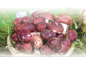 野生菌物种有多丰富？（把自然讲给你听）图片