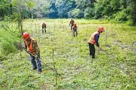 秦岭：连接破碎化栖息地 修复生态廊道 为野生动物搭建“鹊桥”图片