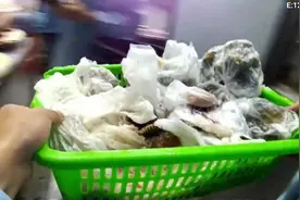 一包活蛇“从天而降”执法人员尖叫，餐饮店非法卖蛇被查图片