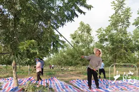 万企兴万村｜小小山核桃，鼓了农民的“钱袋子”图片