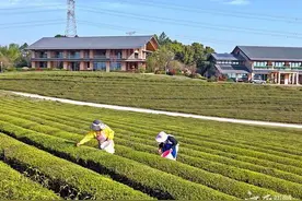 赣江新区：明前茶采摘忙图片